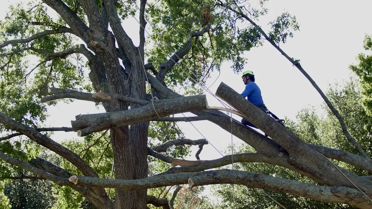 Professional Crown Thinning performed by certified arborists in Copake