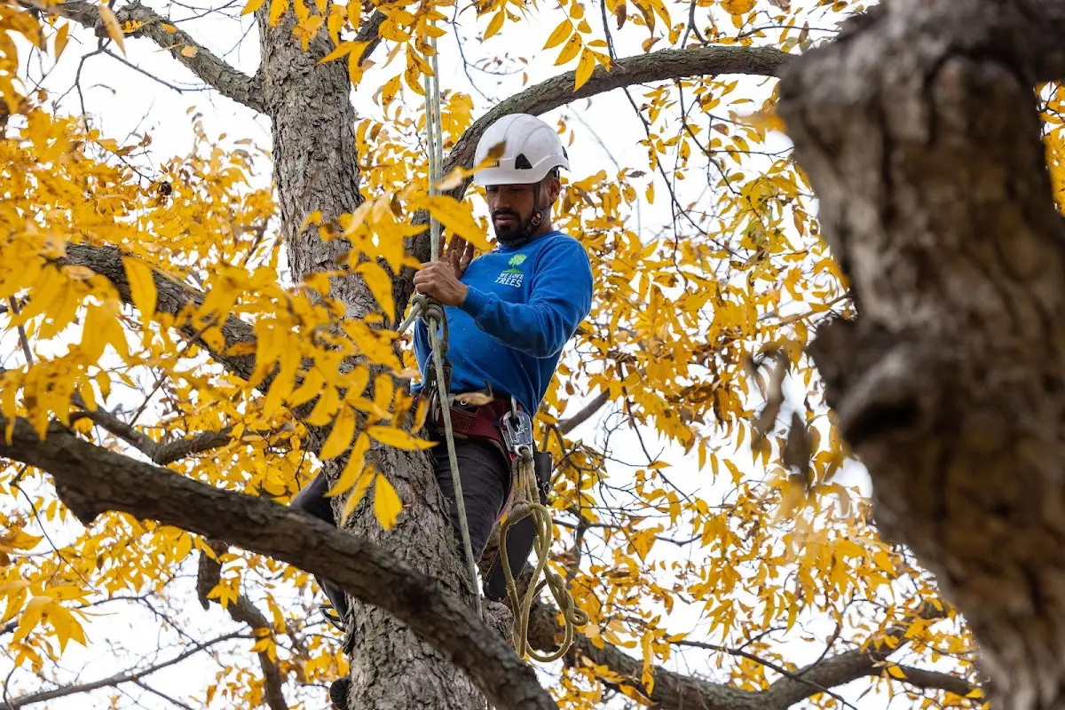 Skilled Tree Transplanting crew working in Copake